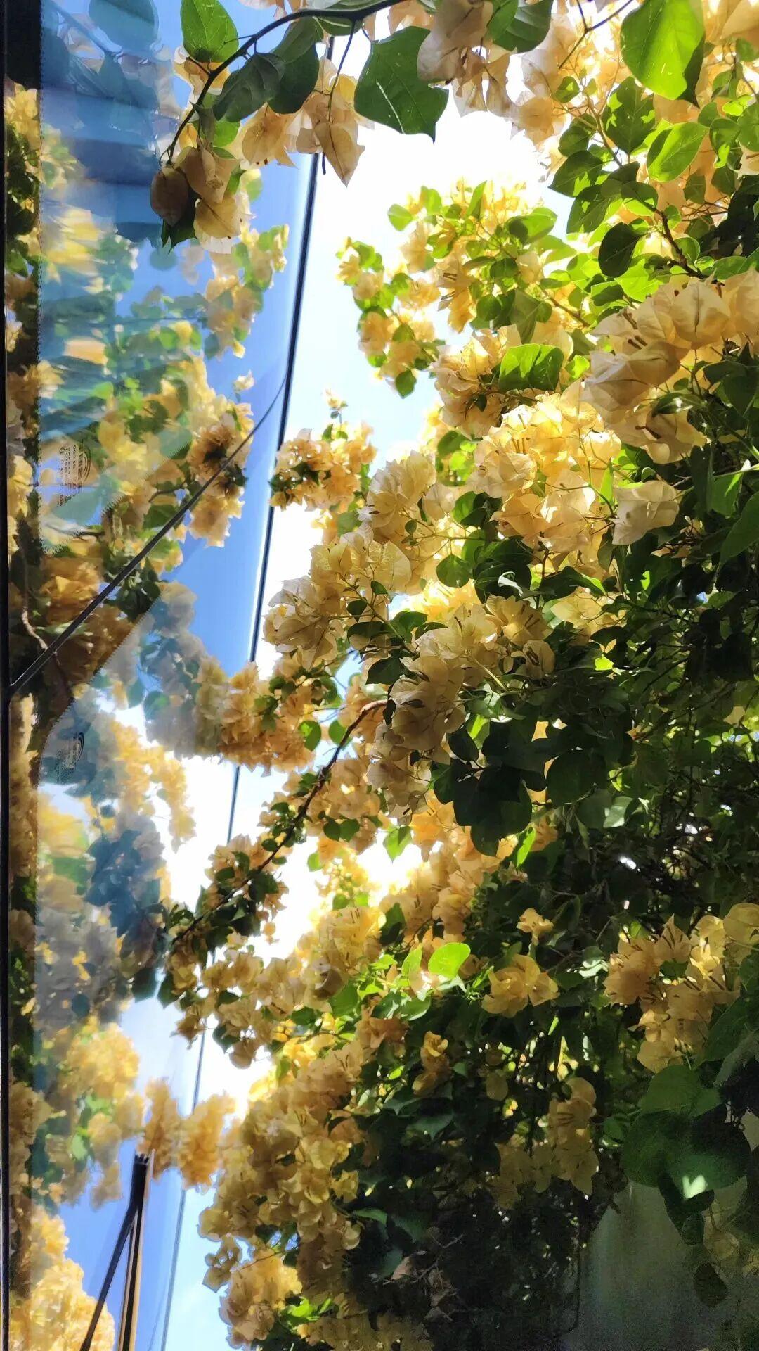 广州现实版“繁花”上线 十月花城满城花
